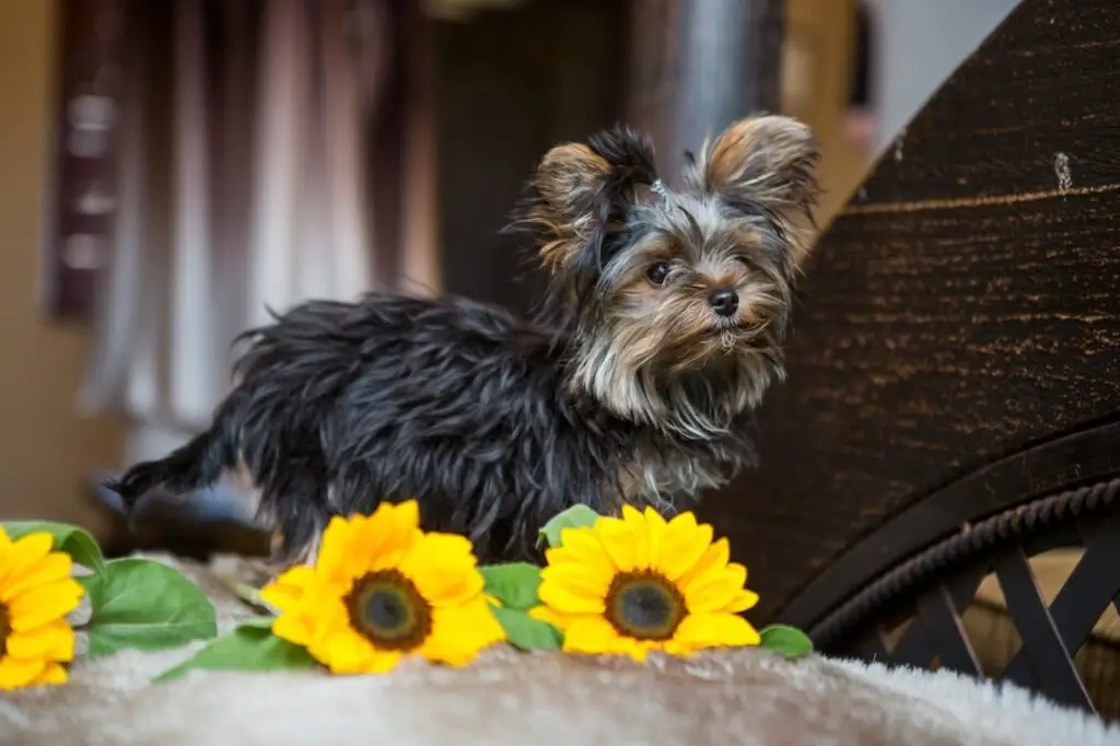 Dog compani s for shops a yorkie